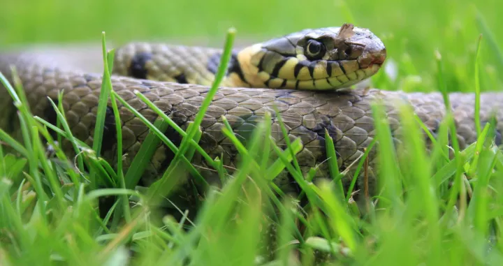 STRAH I TREPET GUAMA; Zmije i pauci preplavili su otoka i vlasti jos nisu našle način kako da ih se riješe/Ahmed Bosnić