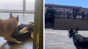 sancho i panca, psi, brat i sestra, nerazdvojni/Screenshot