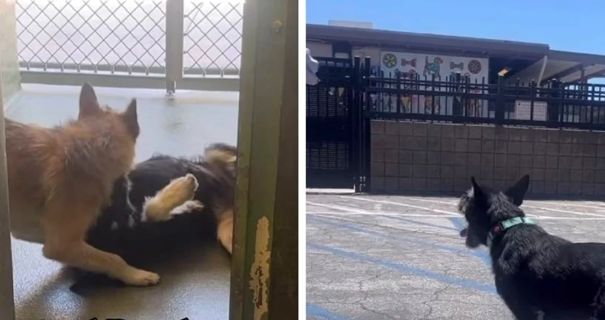 sancho i panca, psi, brat i sestra, nerazdvojni/Screenshot