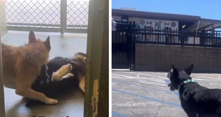 sancho i panca, psi, brat i sestra, nerazdvojni/Screenshot