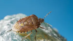 Zaštitite svoj dom ovim jednostavnim koracima/Free Pik