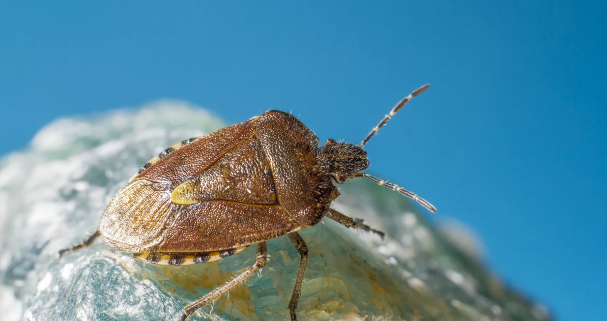 Zaštitite svoj dom ovim jednostavnim koracima/Free Pik