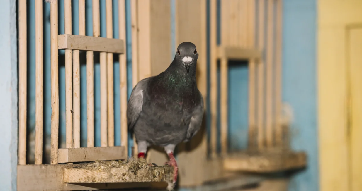 Najefikasniji način da se riješite golubova/Free Pik