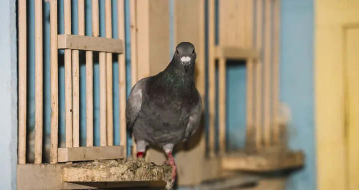 Najefikasniji način da se riješite golubova/Free Pik