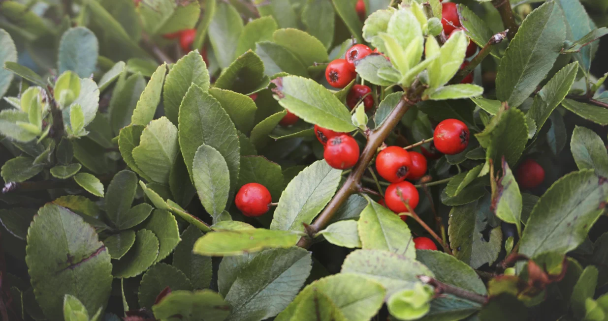 Raste svuda oko nas, a spašava srce i dušu/Free Pik