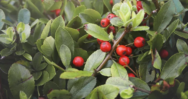 Raste svuda oko nas, a spašava srce i dušu/Free Pik