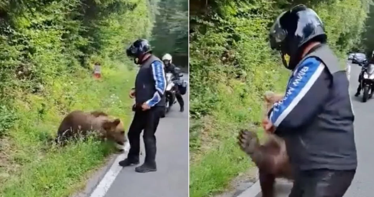 Turista koji se uslikao sa medvjedom neposredno prije smrti/X