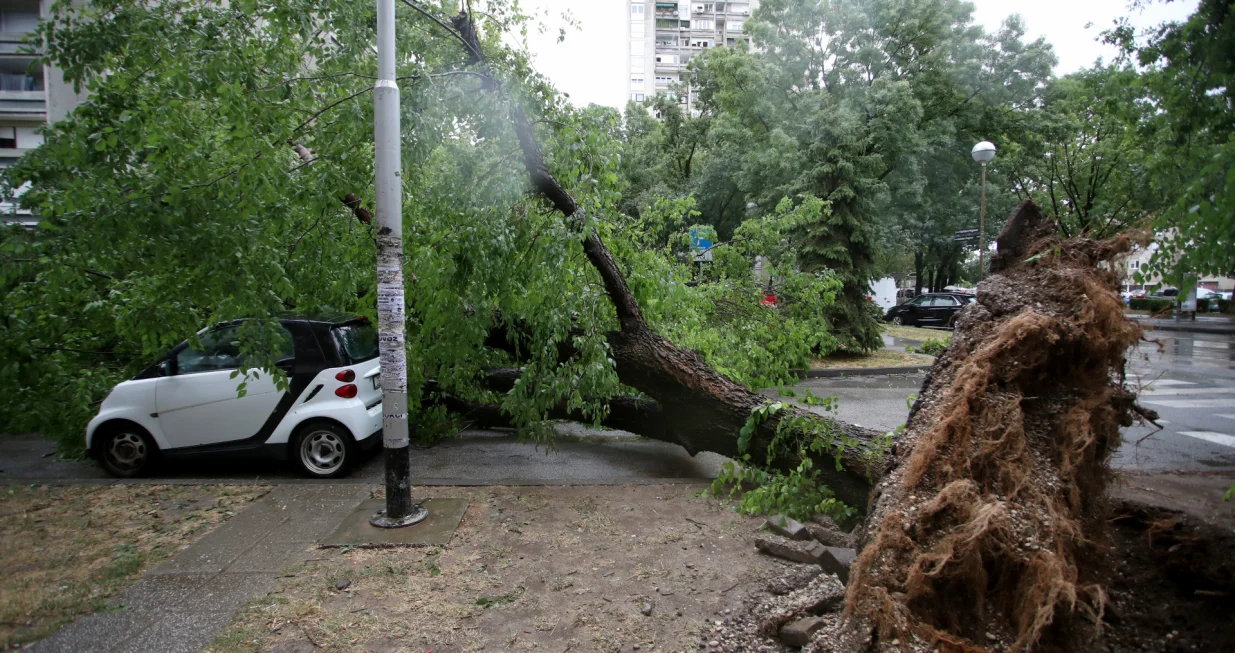 07.07.2025., Zagreb - U prijepodnevnim satima oluja je poharala Zagreb. U Ulici Bozidara Magovca stablo se srusilo na cetiri automobila. Photo: Zeljko Lukunic/PIXSELL/Zeljko Lukunic/pixsell
