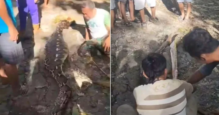 indonezija piton progutao farmera Screenshot X/Screenshot/X