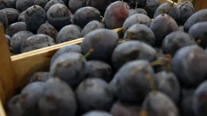 Sajam šlljive Gradačac /FENA/