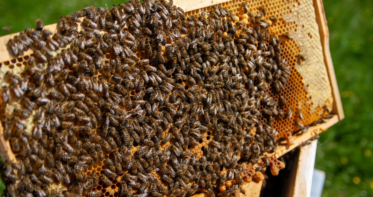 Pčele na osnovi/Damir Deljo