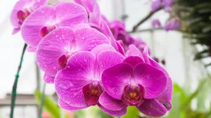 Izgledaju zdravo, ali korijen trpi/Free Pik