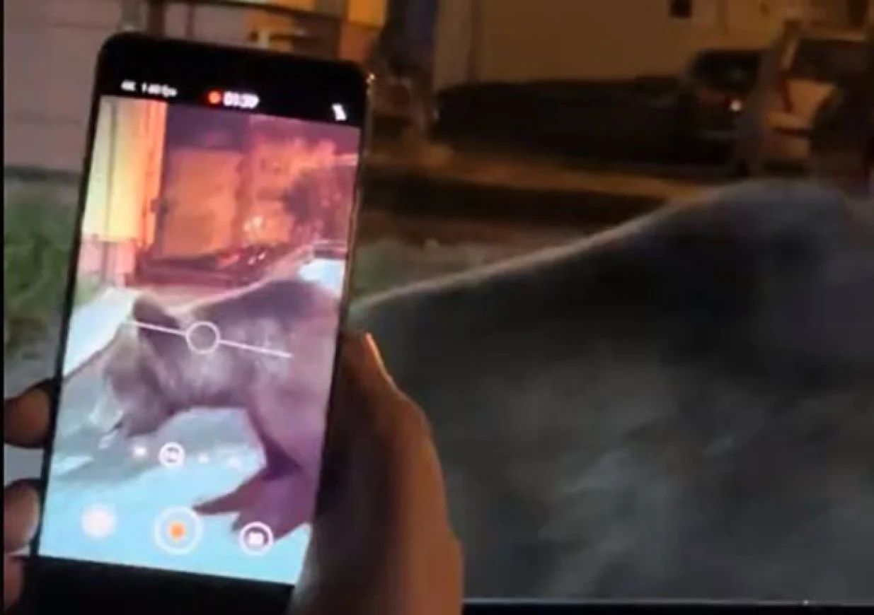 medvjed usred grada, presreo ga medvjed, medvjed// Screenshot