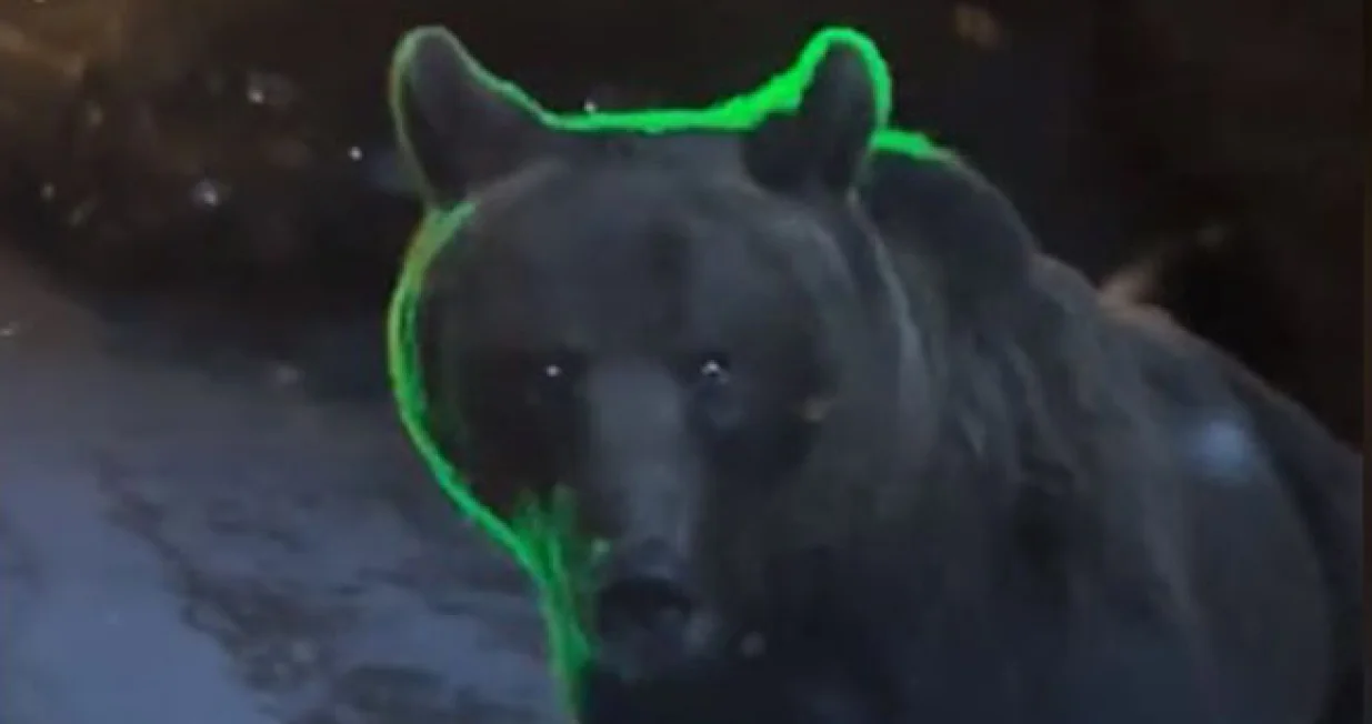 medvjed usred grada, presreo ga medvjed, medvjed// Screenshot