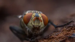 Ovo domaće rješenje tjera muve bolje od ičega/Free Pik