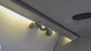 Zmija pronađena u avionu/