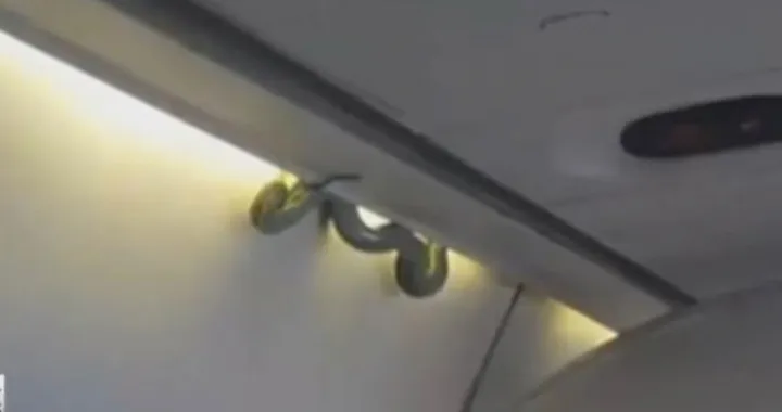 Zmija pronađena u avionu/