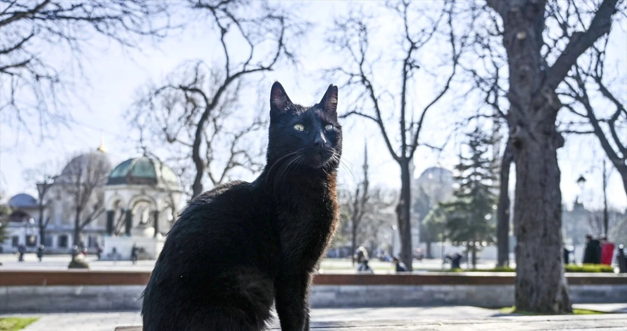 Svjetski dan mačke u Istanbulu/Anadolija
