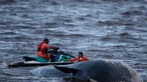 Leš kita isplivao u srijedu/Anadolija/