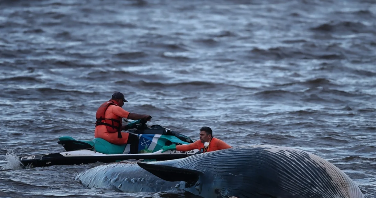 Leš kita isplivao u srijedu/Anadolija/