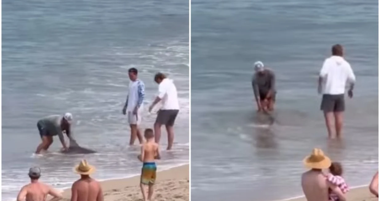 Objavljen snimak/Printscreen/X.com//