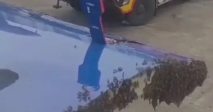 Pčele na avionu/Printscreen/You Tube//