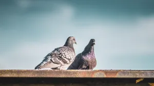 Bježe glavom bez obzira/Free Pik