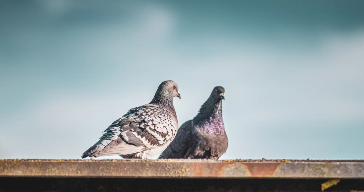 Bježe glavom bez obzira/Free Pik