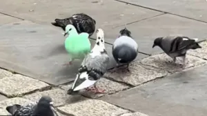 Tik Tok/ Screenshot/Tt