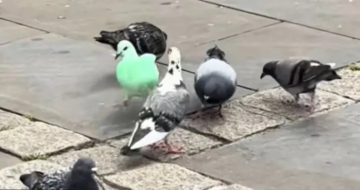 Tik Tok/ Screenshot/Tt