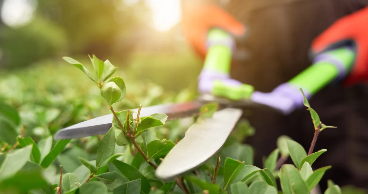 Ovaj trik protiv korova postaje hit među vrtlarima/Free Pik