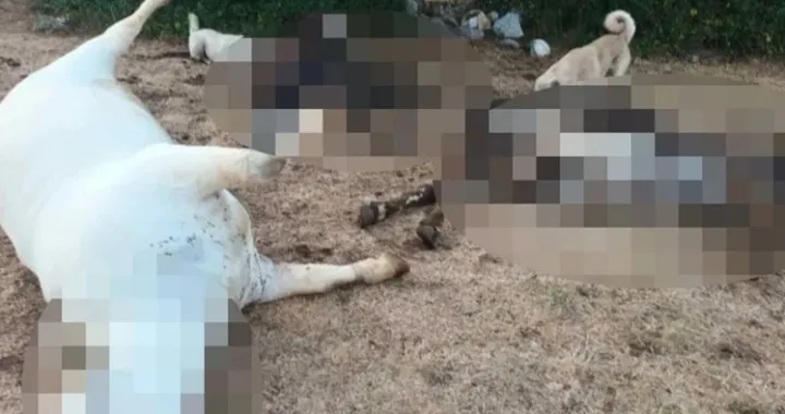 Uginula stoka/Hrvatski krški pašnjaci/Facebook//