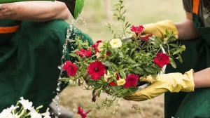 Zalijevanje biljaka može biti umjetnost/Freepik