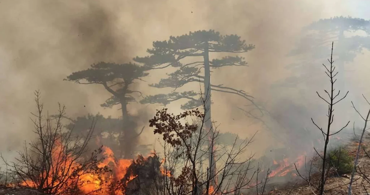 Alarmirani vatrogasci/Ilustracija/Fena//