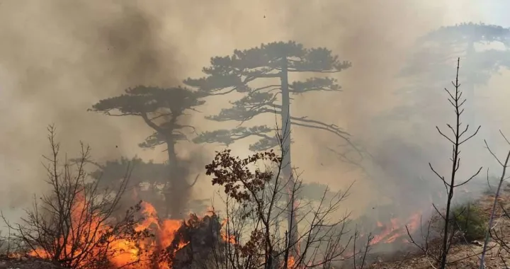 Alarmirani vatrogasci/Ilustracija/Fena//