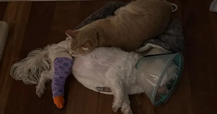 povrijeđena kujica i mačak/Reddit/Reddit