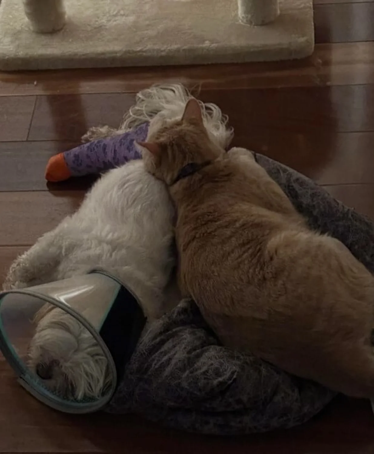 kujica i mačak/Reddit/Reddit