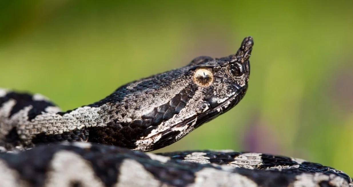 /Александар Симовић