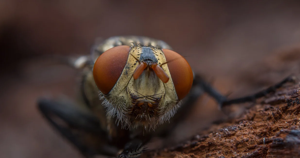 Ovo domaće rješenje tjera muve bolje od ičega/Free Pik