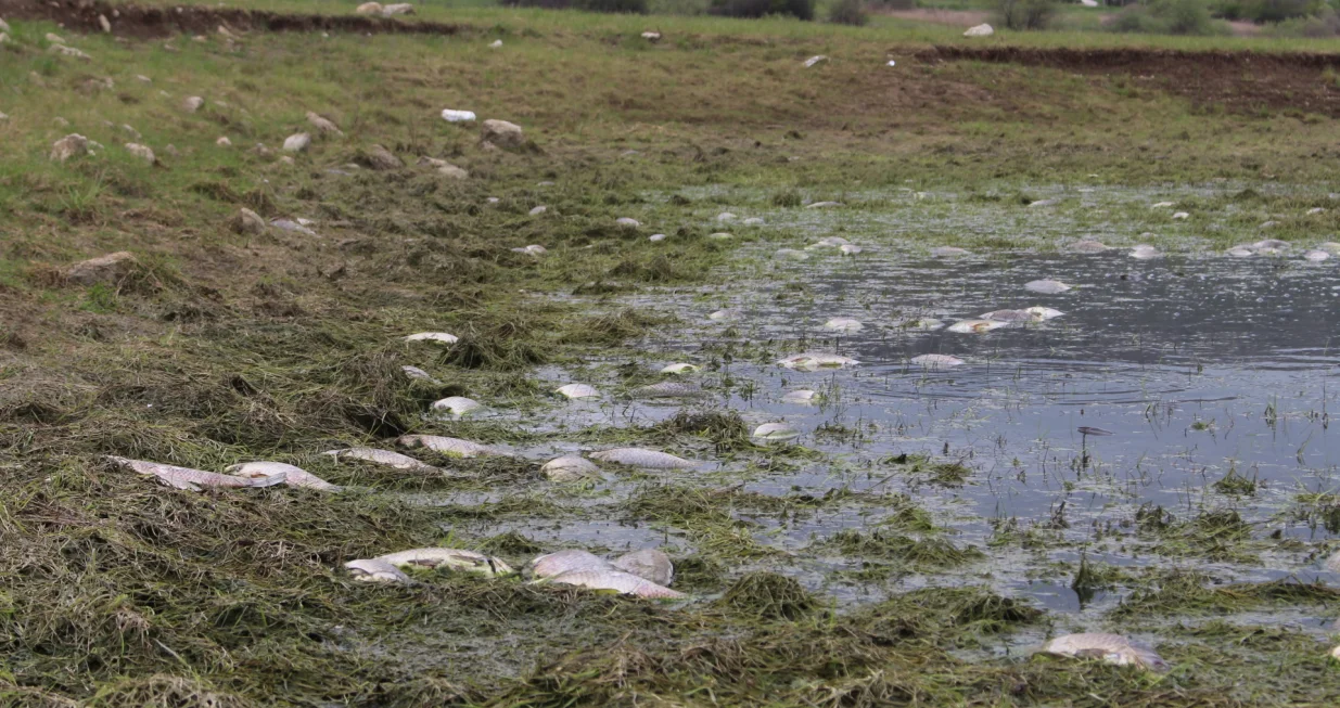 Pomor ribe na Buškom jezeru/