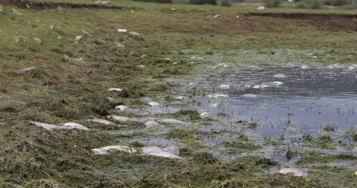 Pomor ribe na Buškom jezeru/