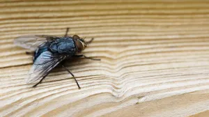 Jeftin trik koji će muhe zauvijek otjerati iz vaše kuće/Freepik