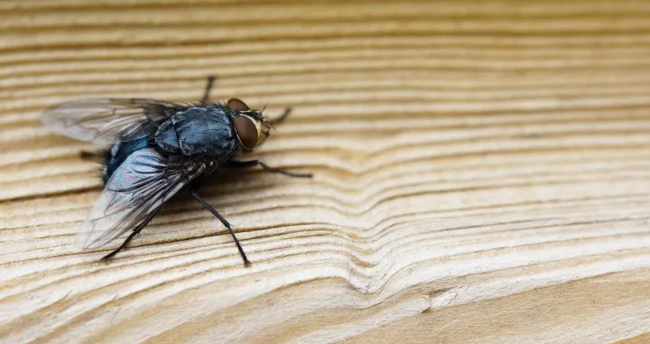 Jeftin trik koji će muhe zauvijek otjerati iz vaše kuće/Freepik