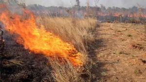nisko rastinje gori požar vatra/