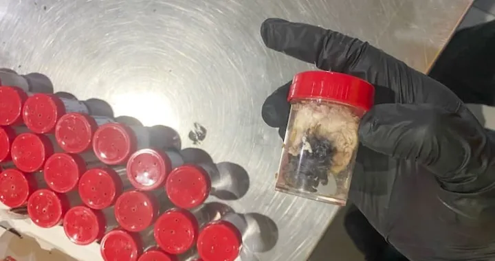 Pronađene tarantule/Xcom//