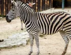 Zebra u Zoo vrtu/Canva
