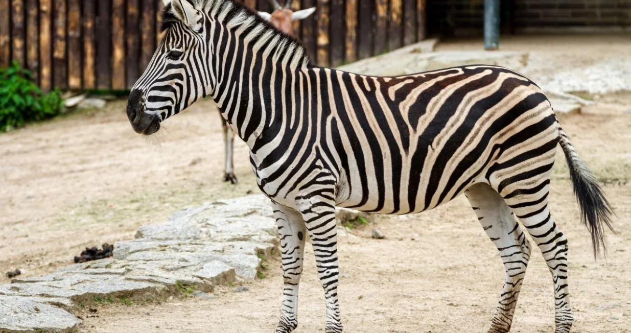 Zebra u Zoo vrtu/Canva