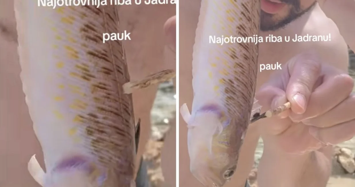 Otrovna riba pauk/Tiktok