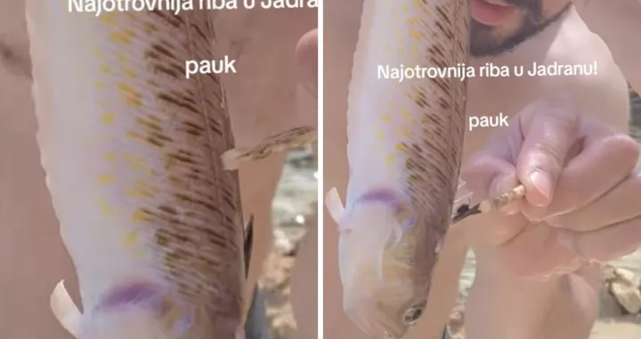 Otrovna riba pauk/Tiktok