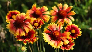 Gaillardia, Gailardija, cvijet, biljka/Iryna Kozhyna